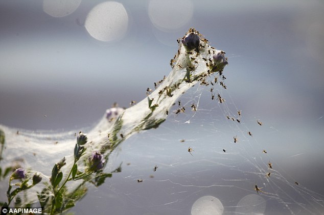 Αυστραλία: Παράξενο φυσικό φαινόμενο… έβρεξε αράχνες! - Εικόνα1