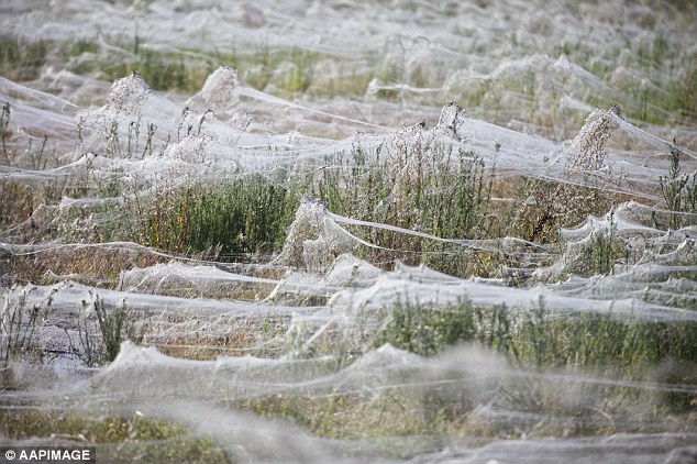 Αυστραλία: Παράξενο φυσικό φαινόμενο… έβρεξε αράχνες! - Εικόνα3