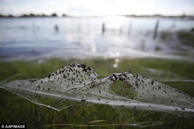 Αυστραλία: Παράξενο φυσικό φαινόμενο… έβρεξε αράχνες! - Εικόνα4