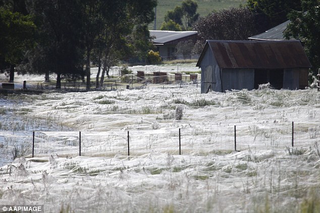 Αυστραλία: Παράξενο φυσικό φαινόμενο… έβρεξε αράχνες! - Εικόνα5