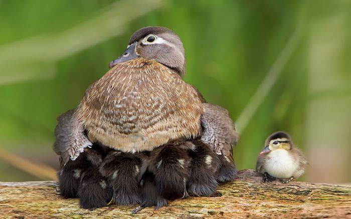 Αξιαγάπητα πτηνά φροντίζουν τα μωρά τους! - Εικόνα 11