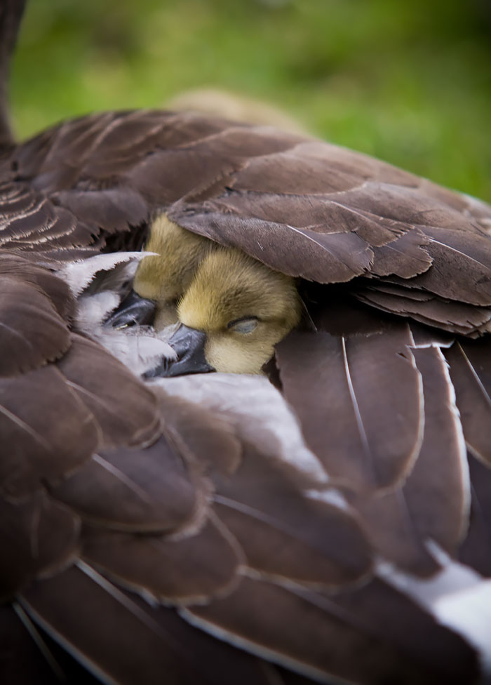 Αξιαγάπητα πτηνά φροντίζουν τα μωρά τους! - Εικόνα 14