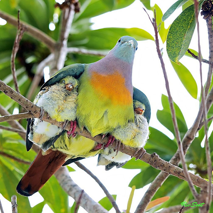 Αξιαγάπητα πτηνά φροντίζουν τα μωρά τους! - Εικόνα 2
