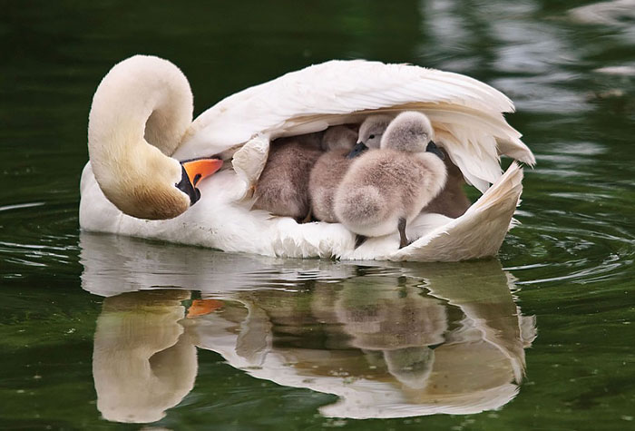 Αξιαγάπητα πτηνά φροντίζουν τα μωρά τους! - Εικόνα 4