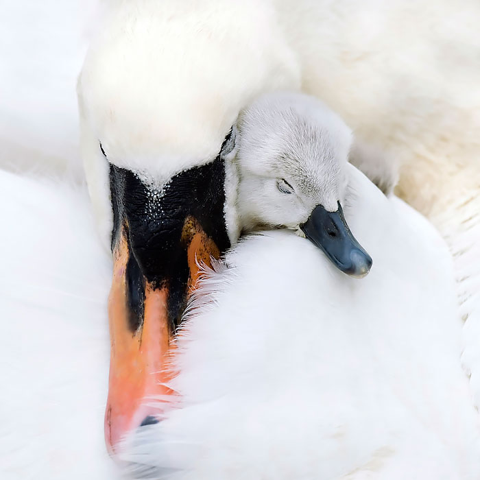 Αξιαγάπητα πτηνά φροντίζουν τα μωρά τους! - Εικόνα 6