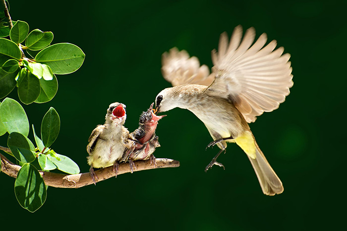 Αξιαγάπητα πτηνά φροντίζουν τα μωρά τους! - Εικόνα 9