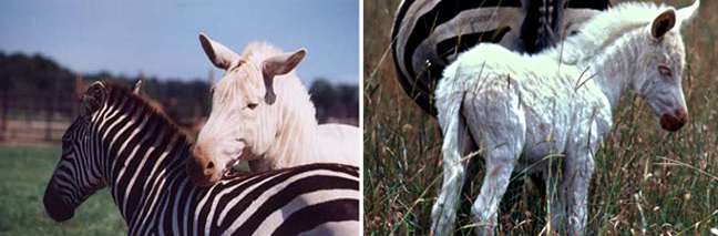 Αξιολάτρευτα ζώα που γεννήθηκαν με λάθος χρώματα! (όχι δεν είναι Photoshop!) - Εικόνα9