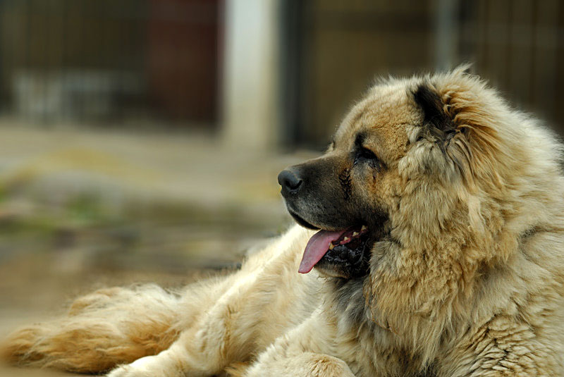 Αυτή είναι η λίστα με τα πιο επικίνδυνα σκυλιά στον κόσμο. (Φωτογραφίες) - Εικόνα6