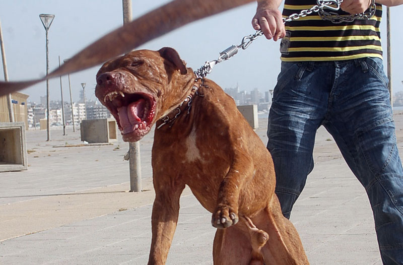 Αυτή είναι η λίστα με τα πιο επικίνδυνα σκυλιά στον κόσμο. (Φωτογραφίες) - Εικόνα9
