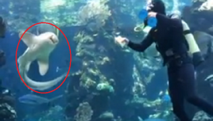 Αυτός ο δύτης καθαρίζει το ενυδρείο ενός καρχαρία…Τότε ο καρχαρίας πλησιάζει κοντά του και γίνεται κάτι ΑΠΙΣΤΕΥΤΟ! - Εικόνα1