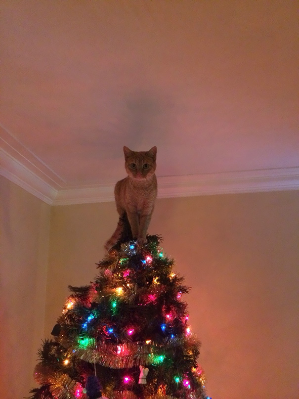 Δείτε 15+ Γάτες που βοήθησαν στο στολισμό του Χριστουγεννιάτικου Δέντρου - Εικόνα