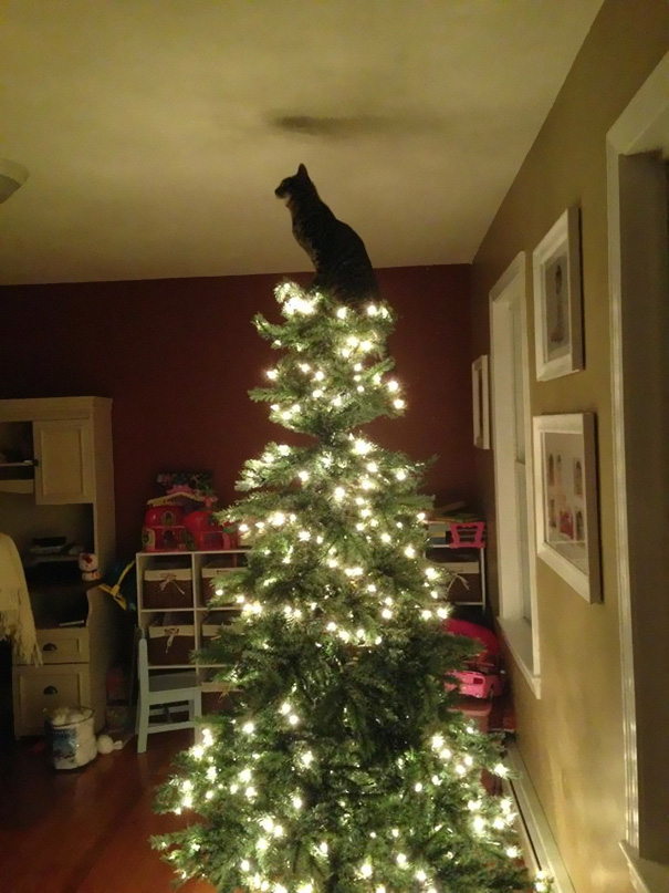 Δείτε 15+ Γάτες που βοήθησαν στο στολισμό του Χριστουγεννιάτικου Δέντρου - Εικόνα12