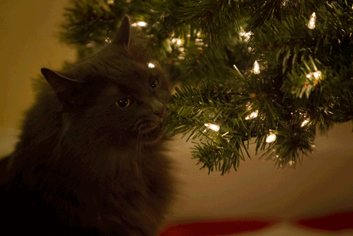 15+ Cats Helping Decorate Christmas Trees - Εικόνα15