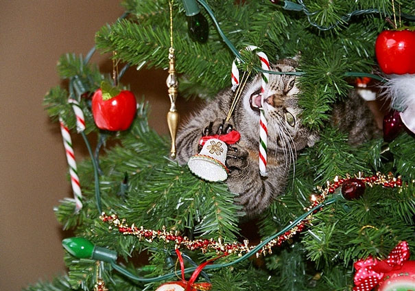 Δείτε 15+ Γάτες που βοήθησαν στο στολισμό του Χριστουγεννιάτικου Δέντρου - Εικόνα22