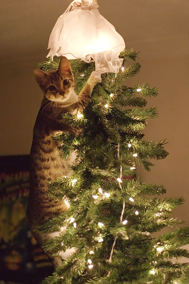 Δείτε 15+ Γάτες που βοήθησαν στο στολισμό του Χριστουγεννιάτικου Δέντρου - Εικόνα26