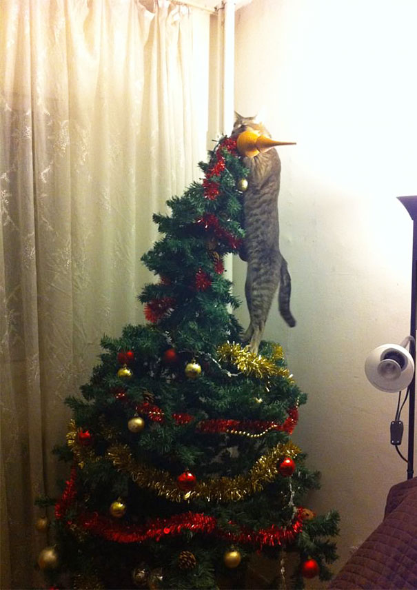 Δείτε 15+ Γάτες που βοήθησαν στο στολισμό του Χριστουγεννιάτικου Δέντρου - Εικόνα29