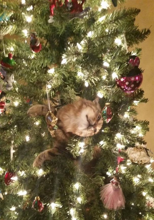 Δείτε 15+ Γάτες που βοήθησαν στο στολισμό του Χριστουγεννιάτικου Δέντρου - Εικόνα3