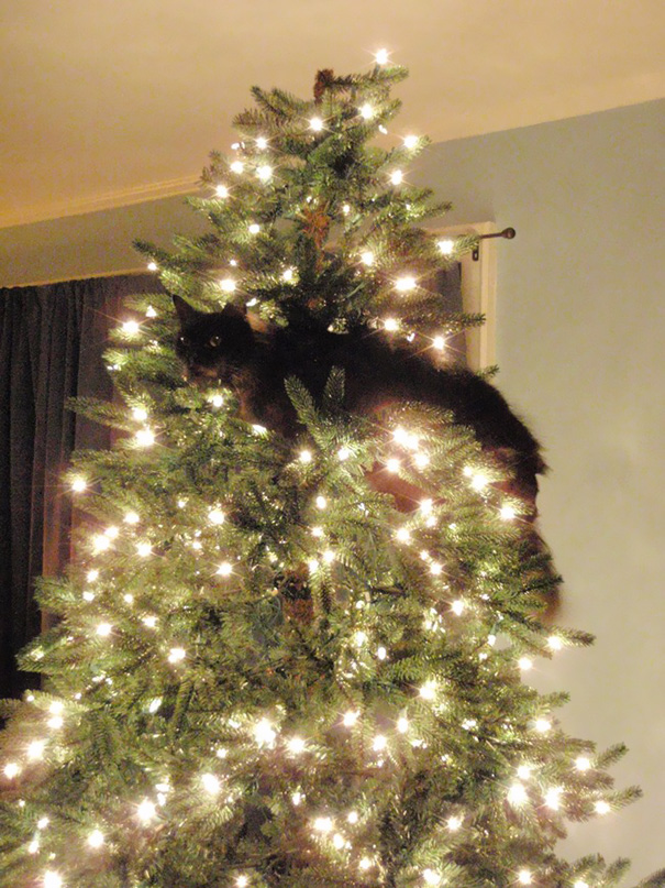 Δείτε 15+ Γάτες που βοήθησαν στο στολισμό του Χριστουγεννιάτικου Δέντρου - Εικόνα32