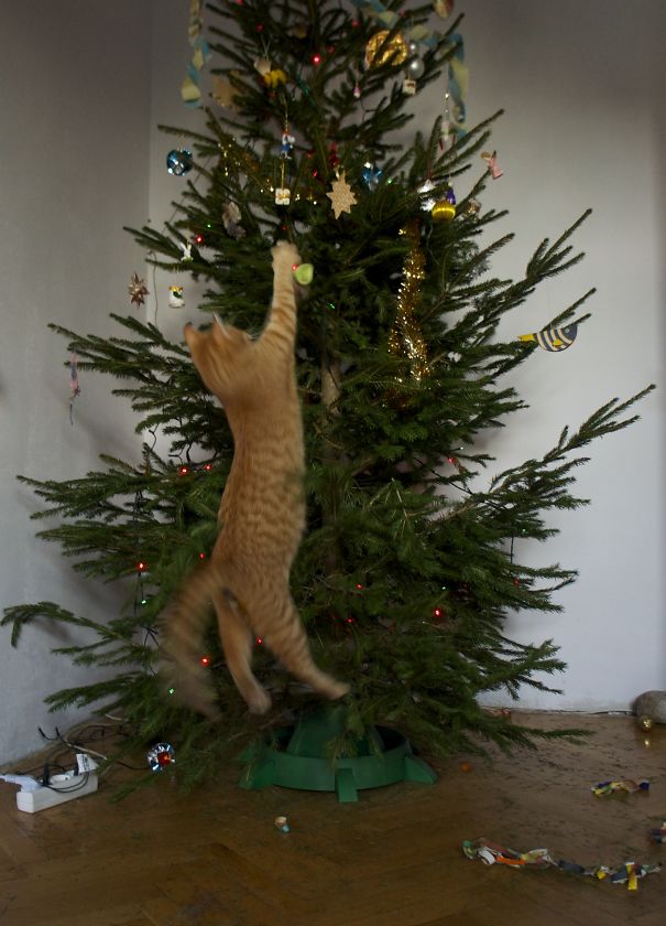 Δείτε 15+ Γάτες που βοήθησαν στο στολισμό του Χριστουγεννιάτικου Δέντρου - Εικόνα35