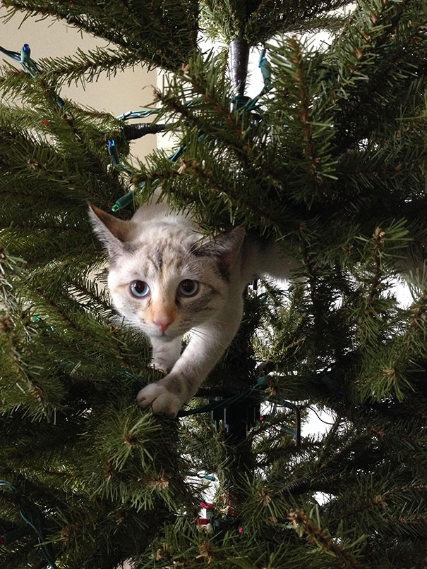 Δείτε 15+ Γάτες που βοήθησαν στο στολισμό του Χριστουγεννιάτικου Δέντρου - Εικόνα38
