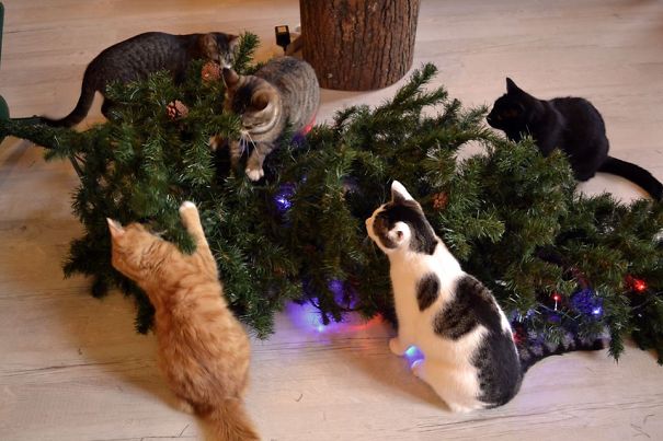 Δείτε 15+ Γάτες που βοήθησαν στο στολισμό του Χριστουγεννιάτικου Δέντρου - Εικόνα42