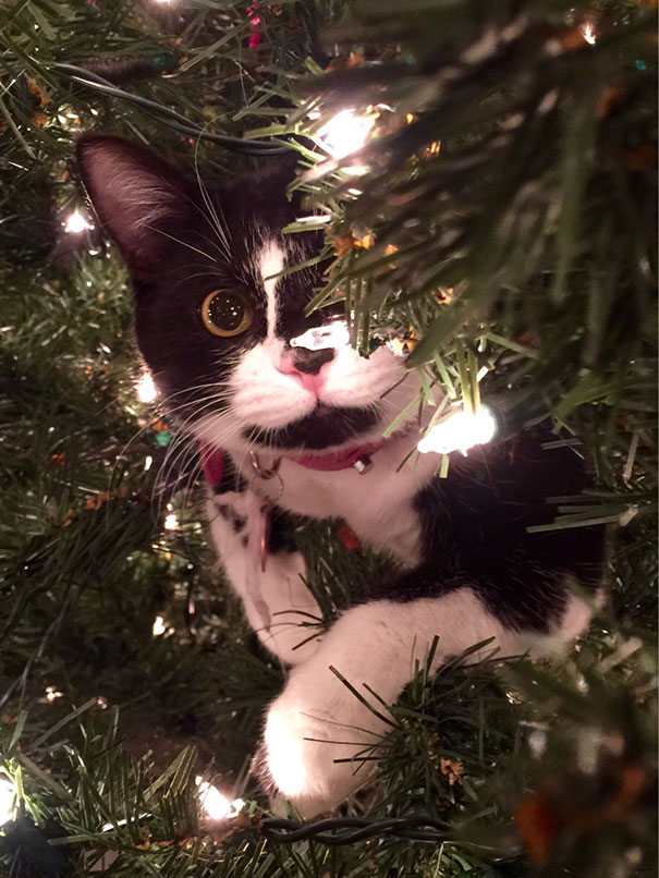 Δείτε 15+ Γάτες που βοήθησαν στο στολισμό του Χριστουγεννιάτικου Δέντρου - Εικόνα45