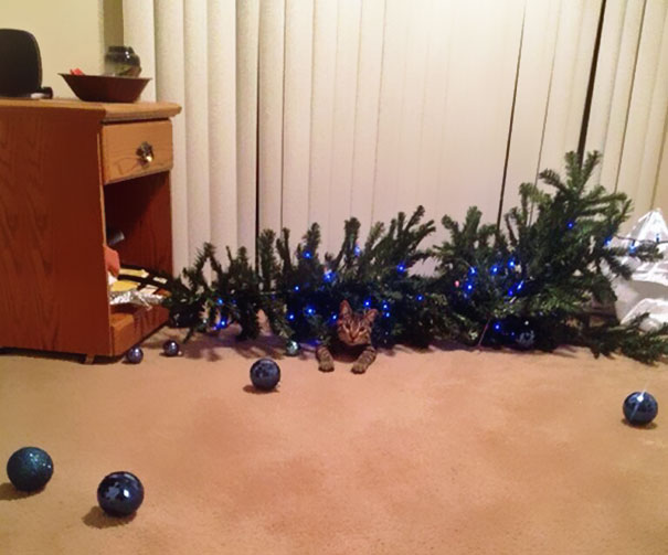 Δείτε 15+ Γάτες που βοήθησαν στο στολισμό του Χριστουγεννιάτικου Δέντρου - Εικόνα6