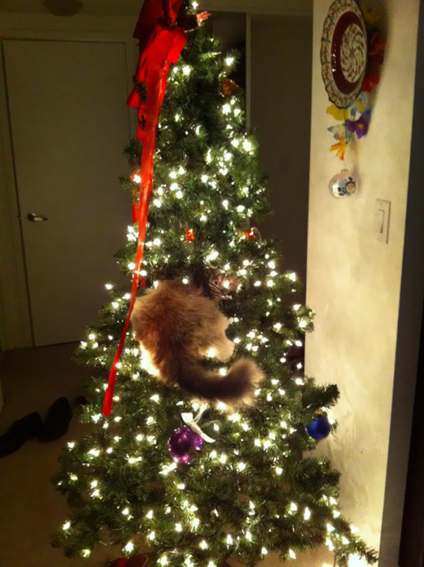 Δείτε 15+ Γάτες που βοήθησαν στο στολισμό του Χριστουγεννιάτικου Δέντρου - Εικόνα9