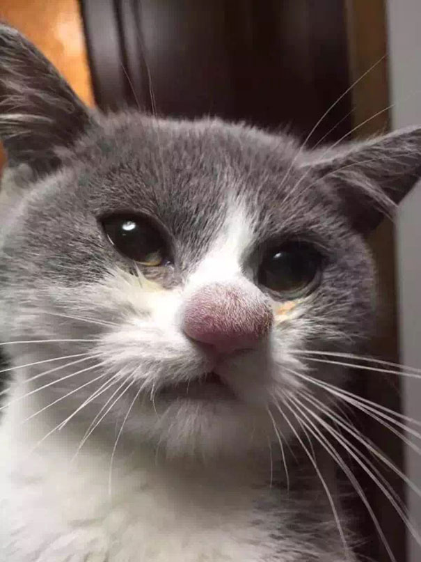 10+ Cats Who Got Stung By Bees And Wasps - Εικόνα