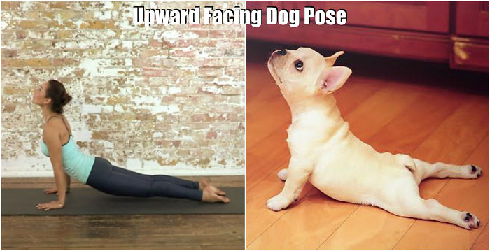 18 Cute Animals Showing You Some Yoga Poses - Εικόνα