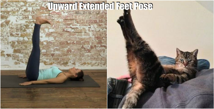 18 Cute Animals Showing You Some Yoga Poses - Εικόνα1