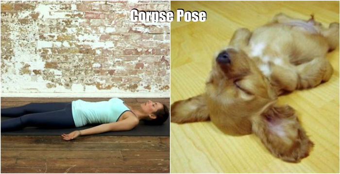18 Cute Animals Showing You Some Yoga Poses - Εικόνα10