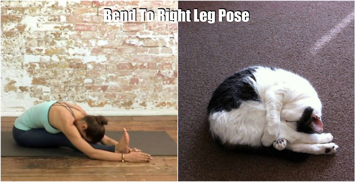 18 Cute Animals Showing You Some Yoga Poses - Εικόνα11