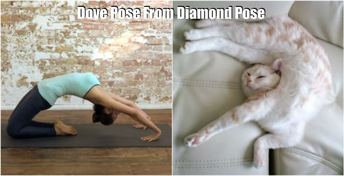 18 Cute Animals Showing You Some Yoga Poses - Εικόνα12