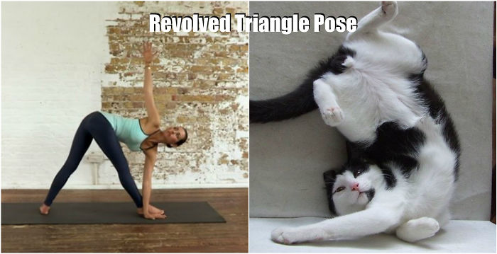 18 Cute Animals Showing You Some Yoga Poses - Εικόνα13