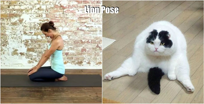 18 Cute Animals Showing You Some Yoga Poses - Εικόνα14