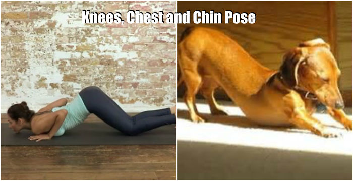 18 Cute Animals Showing You Some Yoga Poses - Εικόνα15