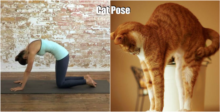 18 Cute Animals Showing You Some Yoga Poses - Εικόνα16
