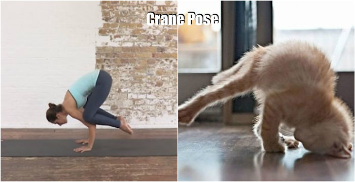 18 Cute Animals Showing You Some Yoga Poses - Εικόνα17