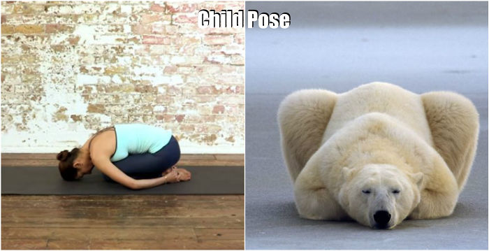 18 Cute Animals Showing You Some Yoga Poses - Εικόνα2