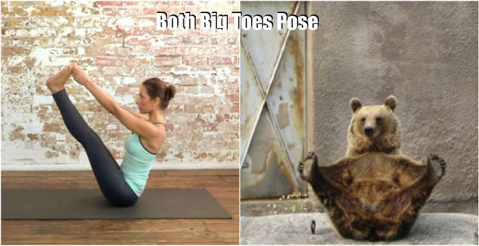 18 Cute Animals Showing You Some Yoga Poses - Εικόνα3