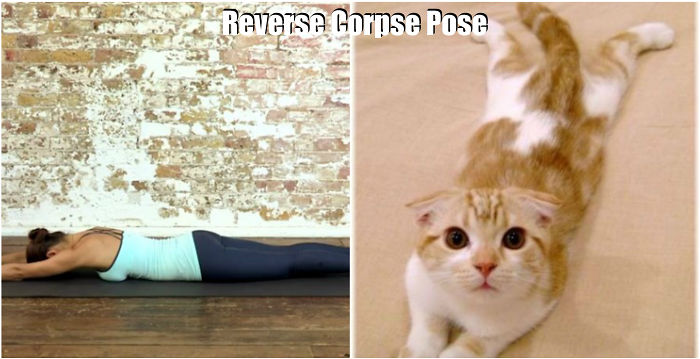 18 Cute Animals Showing You Some Yoga Poses - Εικόνα5