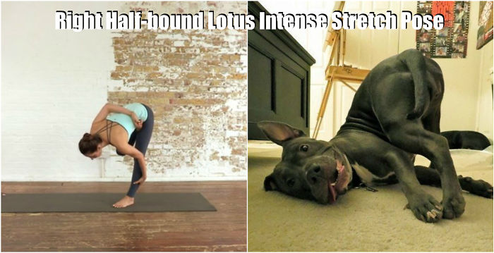 18 Cute Animals Showing You Some Yoga Poses - Εικόνα6
