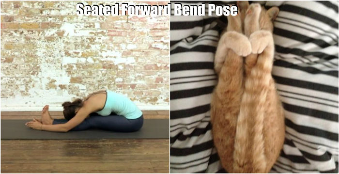 18 Cute Animals Showing You Some Yoga Poses - Εικόνα7
