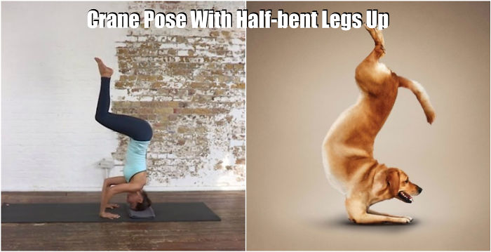 18 Cute Animals Showing You Some Yoga Poses - Εικόνα9