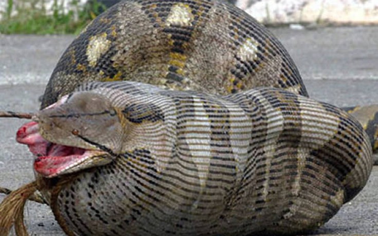 Εννιά φίδια που έφαγαν περισσότερο απ’ ό,τι μπορούσαν - Εικόνα
