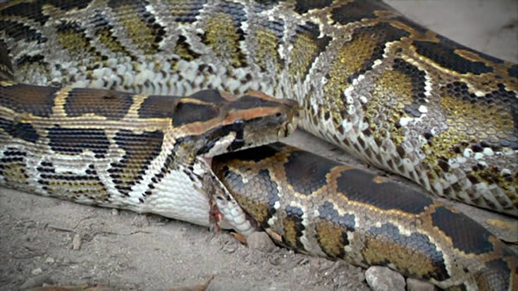 Εννιά φίδια που έφαγαν περισσότερο απ’ ό,τι μπορούσαν - Εικόνα3