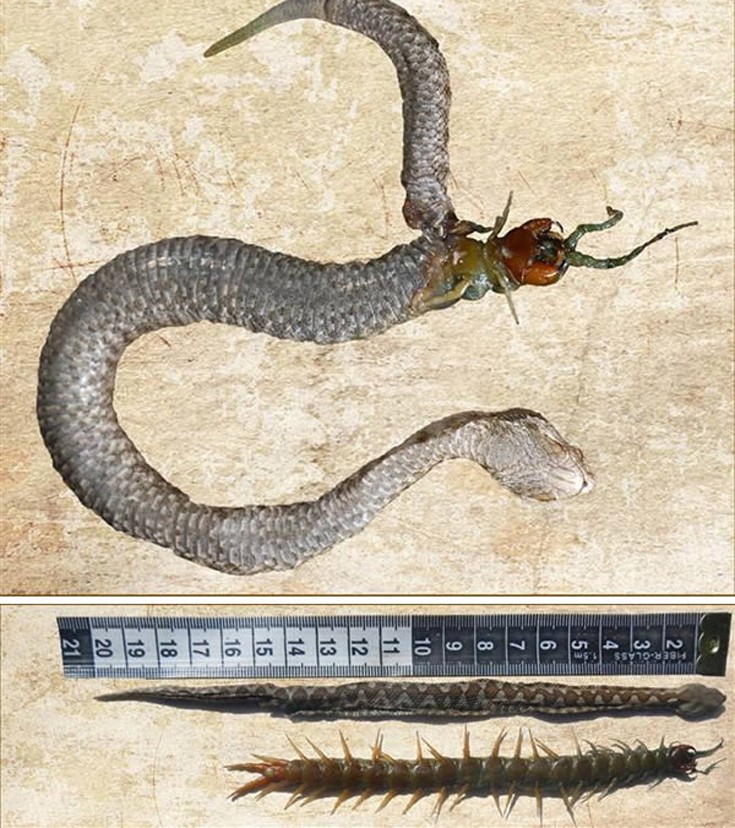 Εννιά φίδια που έφαγαν περισσότερο απ’ ό,τι μπορούσαν - Εικόνα6