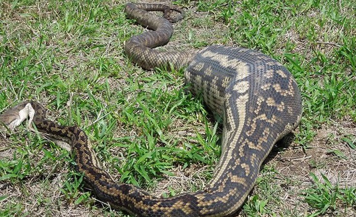Εννιά φίδια που έφαγαν περισσότερο απ’ ό,τι μπορούσαν - Εικόνα8