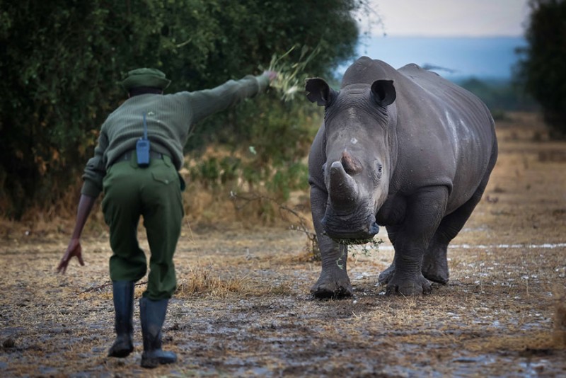 Υπό ένοπλη προστασία ο τελευταίος λευκός αρσενικός ρινόκερος του πλάνητη! - Εικόνα3